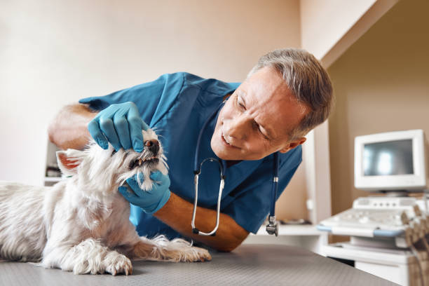 Best Holiday Emergency Dentist in Moultrie, GA